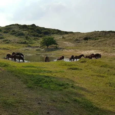 Vrijstaande Blokhut Holiday home *
