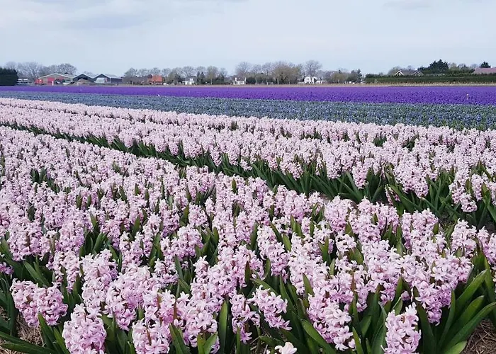 Vakantiehuis Vrijstaande Blokhut *