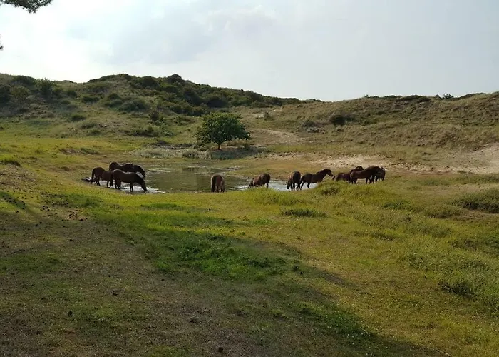 Vrijstaande Blokhut Vakantiehuis *
