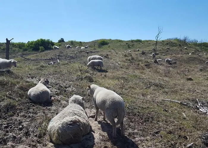 Vrijstaande Blokhut Vakantiehuis