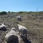 Vrijstaande Blokhut 度假居